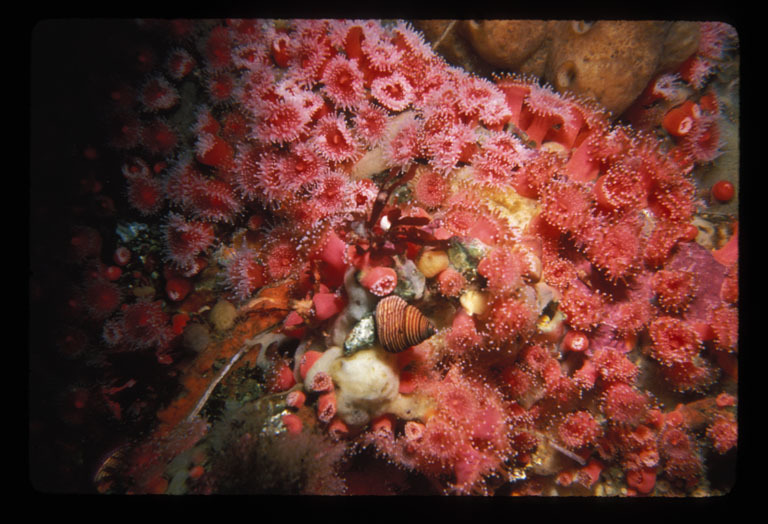 صورة Calliostoma ligatum (Gould 1849)