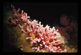 Image of Lace corals