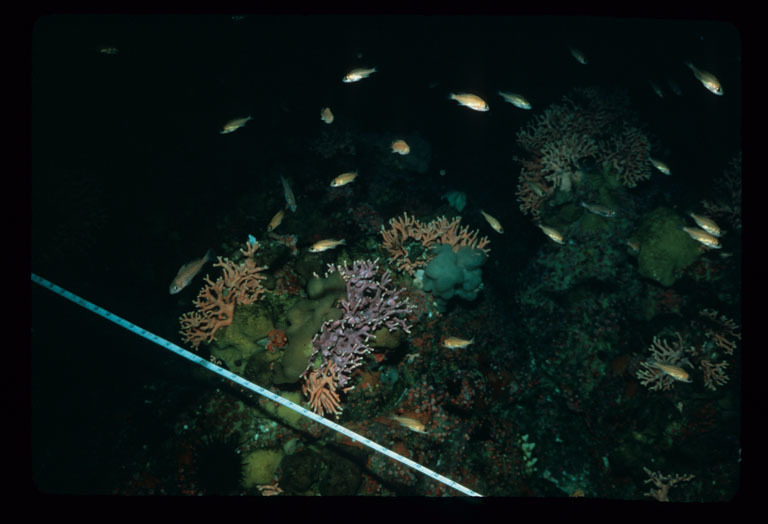 Image of fuchsia lace hydrocoral