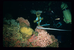 Image of Lace corals