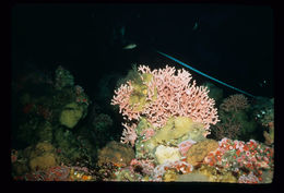 Image of Lace corals