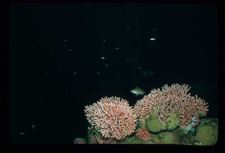 Image of Lace corals