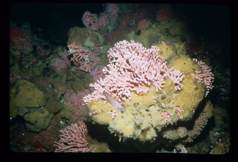 Image of Lace corals