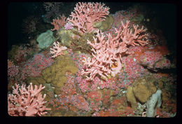 Image of Lace corals