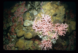 Image of Lace corals