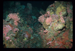 Image of Lace corals