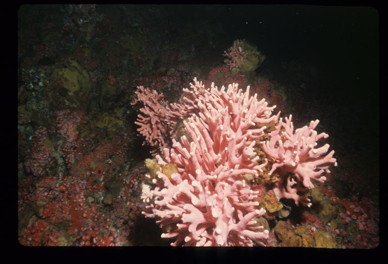 Image of Lace corals