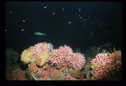 Image of Lace corals