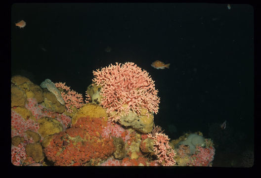 Image of Lace corals