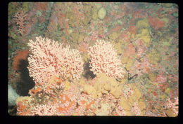 Image of Lace corals