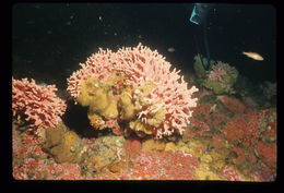 Image of Lace corals