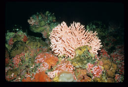 Image of Lace corals