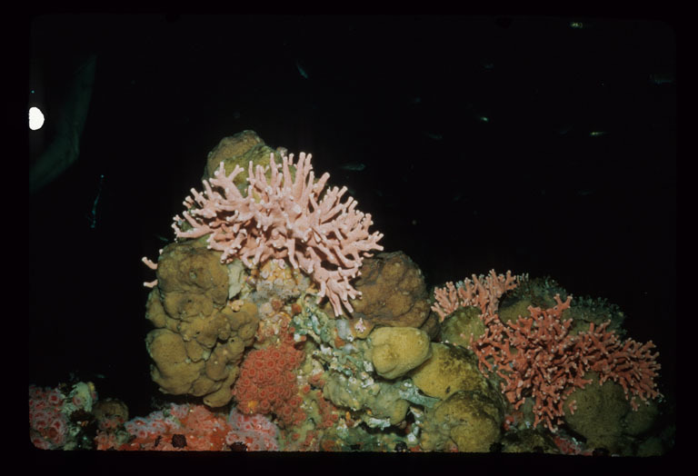 Image of Lace corals