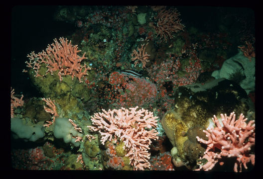 Image of Lace corals