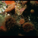 Image of Alaska stony coral