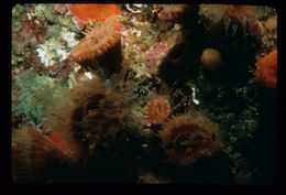 Image of Alaska stony coral