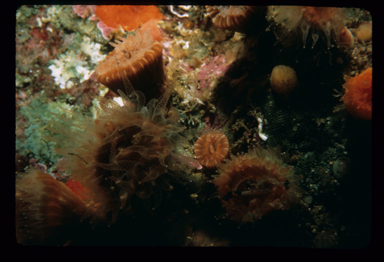 Image of Alaska stony coral