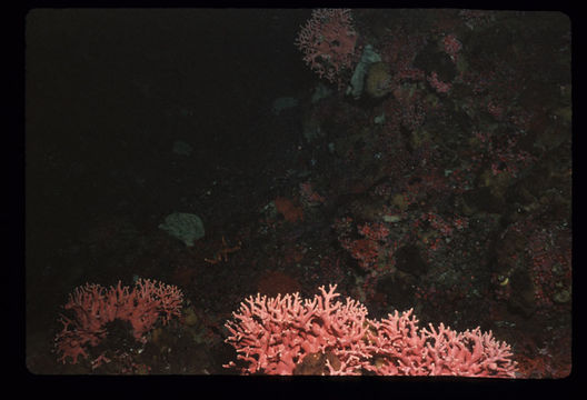 Image of Lace corals