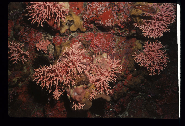 Image of Lace corals