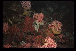 Image of Lace corals