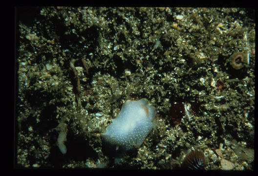 Image of Cadlina luteomarginata MacFarland 1966