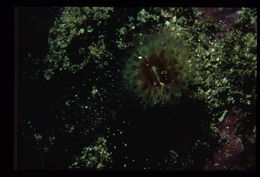 Image of Alaska stony coral