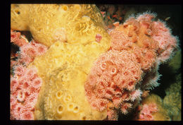 Image of Strawberry anemones