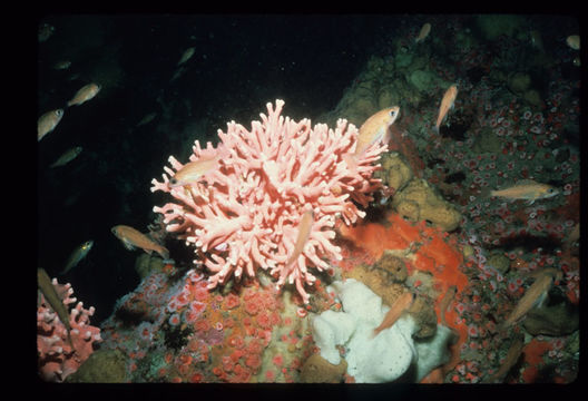 Image of Lace corals