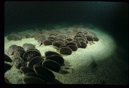 Image of eccentric sand dollar sea urchin
