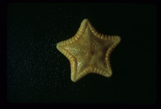 Image of Ceramaster arcticus (Verrill 1909)