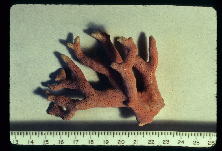 Image of Lace corals