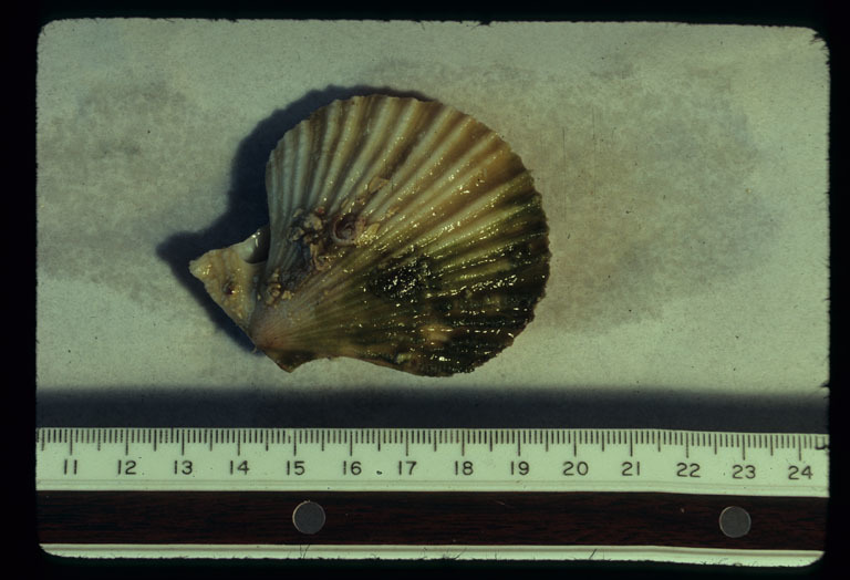 Image of spear scallop