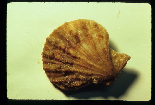 Image of spear scallop