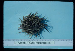 Image of green sea urchin