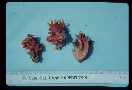 Image of Lace corals