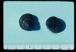 صورة Calliostoma ligatum (Gould 1849)