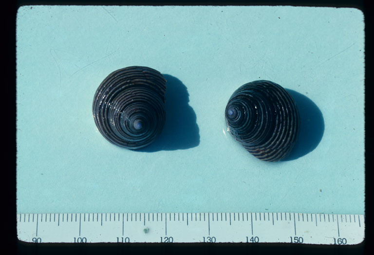 Image de Calliostoma ligatum (Gould 1849)