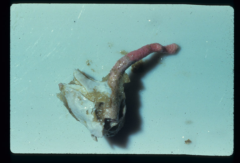 Image of Giant Acorn Barnacle