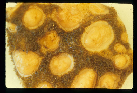 Image of aggregated nipple horny sponge
