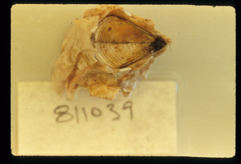 Image of Giant Acorn Barnacle