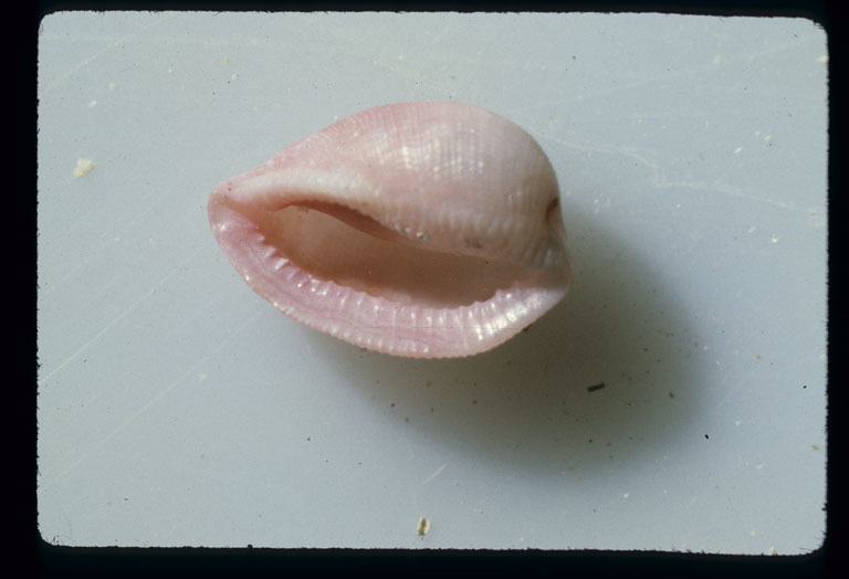 Image of <i>Pedicularia californica ovuliformis</i>