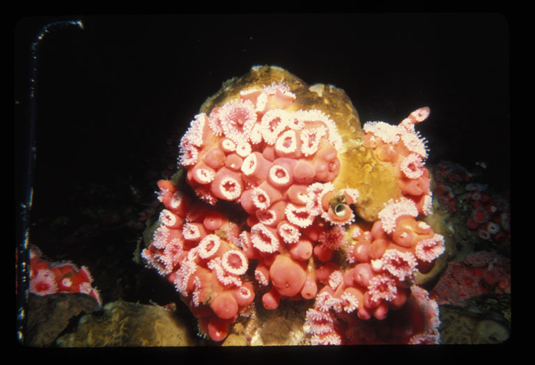 Image of Strawberry anemones