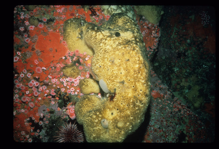 Image of Purple sea urchin