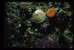 Image of Lowridge cactus coral