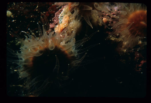 Image of Alaska stony coral