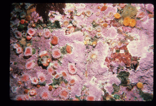 Image of Strawberry anemones