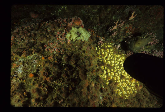 صورة Polymastia pachymastia de Laubenfels 1932