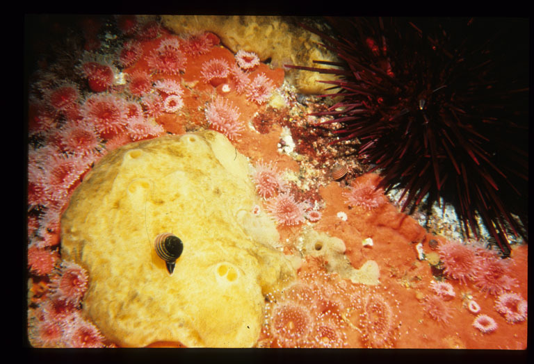 Image de Calliostoma ligatum (Gould 1849)