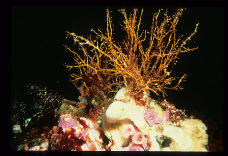 Image of orange hydroid