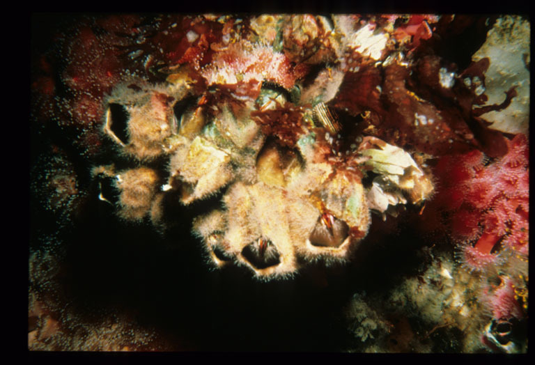 Image of Giant Acorn Barnacle